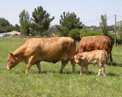 CONFAGRI contesta declarações do ministro do Ambiente sobre a redução de bovinos em Portugal