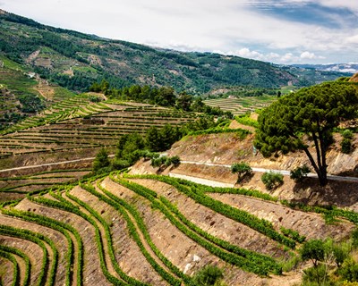 CONFAGRI promove debate sobre viticultura sustentável no Douro
