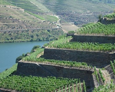 Congresso de Viticultura de Montanha acontece em maio de 2020