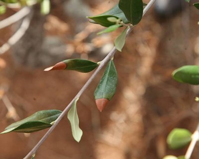 Conheça as últimas recomendações agrícolas para o olival e amendoal