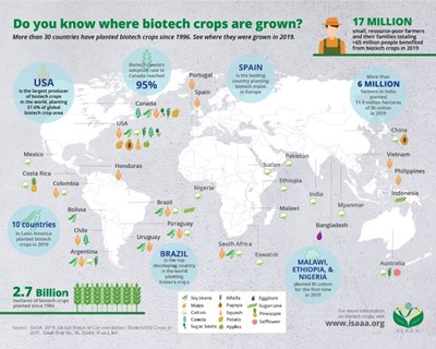 Conheça o mapa mundial das culturas geneticamente modificadas