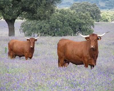 Conheça o projeto BovINE, a iniciativa que irá beneficiar a criação europeia de gado