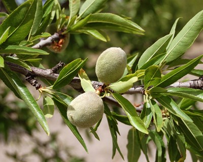 Conheça os últimos avisos agrícolas para o olival e amendoal