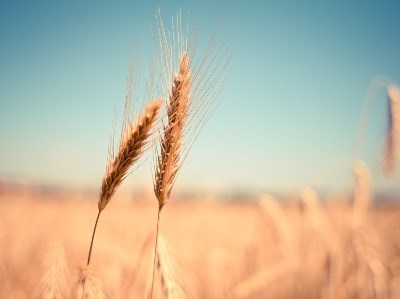 Conselho Internacional de Cereais aumenta previsões de colheita