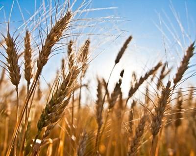 Conselho Internacional de Cereais estima produção recorde para trigo e milho