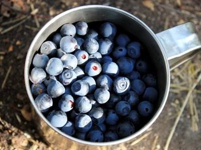 Contagem decrescente para o V Colóquio Nacional da Produção de Pequenos Frutos