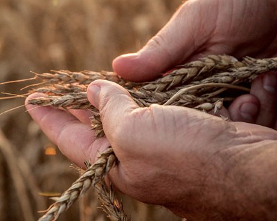 Continente aposta no trigo do Alentejo para fabrico de pão