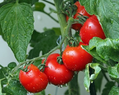 Contratos de transformação para o tomate indústria até 1 de fevereiro