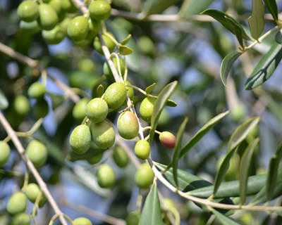 Cooperativa de Moura contra extinção das Direções Regionais de Agricultura