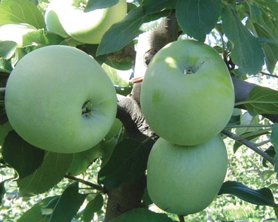 COTHN - Centro Operativo e Tecnológico Hortofrutícola Nacional