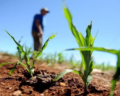 Covid-19: Agricultura reforça segurança alimentar para produzir mas escoa menos