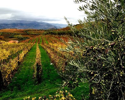 Covid-19: Olivicultores do Douro Superior e Vale do Sabor preocupados com quebras nas vendas