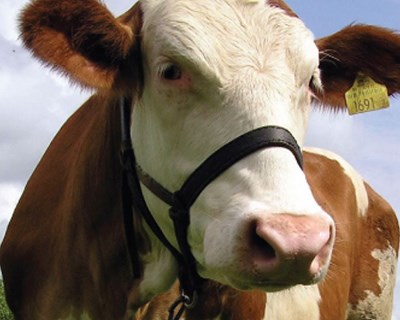 Criação do Efetivo de Reposição do Rebanho Leiteiro: as vacas do futuro