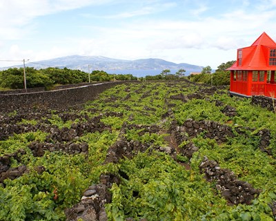 Criado Instituto da Vinha e do Vinho dos Açores