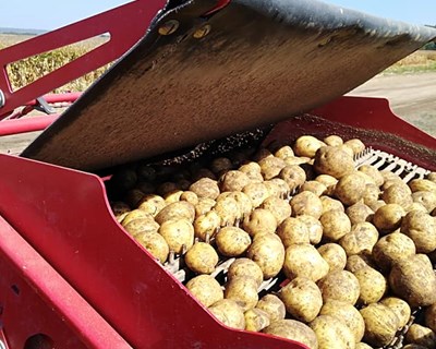 Criado primeiro seguro de proteção de rendimento para produtores de batata