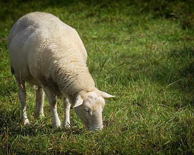 Criadores de ovelhas estão a viver "miseravelmente", diz associação