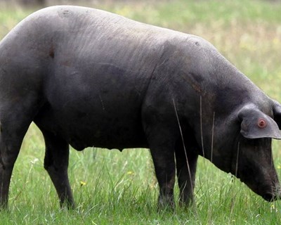 Criadores de porco alentejano visitaram cooperativa em Espanha