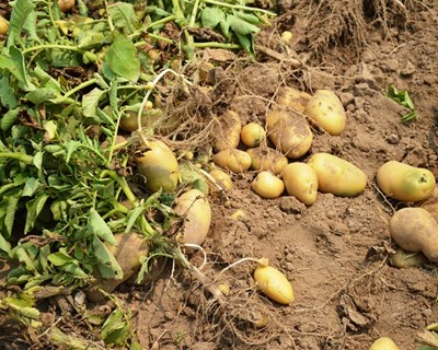 Cuidados a ter na colheita para reduzir danos mecânicos nas batatas