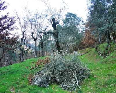 Curso de formação “poda de oliveira” em Castelo Branco