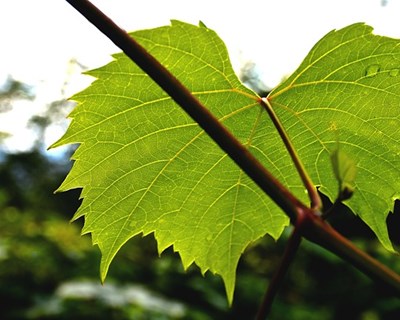Curso de poda da vinha e fruteiras e vinificação agricultura biológica