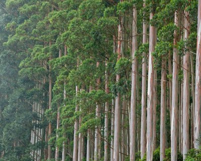 CVRA & FSC® unem-se por uma gestão florestal responsável
