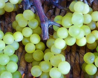 CVRVV promove formação sobre princípios da viticultura