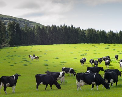 Dairy4Future propõe boas práticas para o setor leiteiro na Área Atlântica
