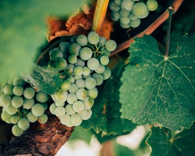 Declarações de colheita e produção vinícola têm prazo de entrega até dia 15 de novembro