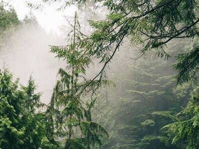 Deficiente gestão das florestas no topo das preocupações com pinheiro bravo