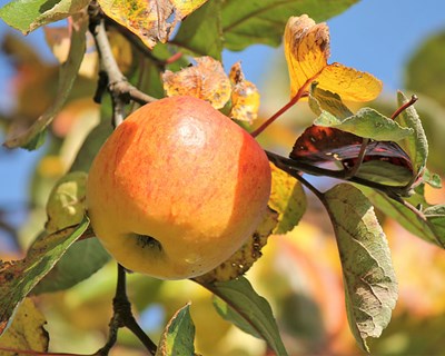 Deficiente vingamento nas pomóideas afeta a produtividade potencial