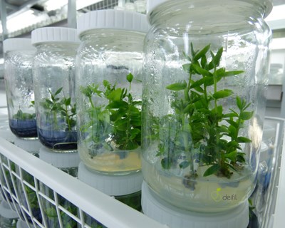 Deifil: há 7 anos a produzir plantas in vitro “Made in Portugal”