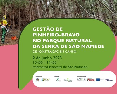Demonstração em campo “Gestão de Pinheiro-bravo no Parque Natural da Serra de São Mamede” a 2 de junho