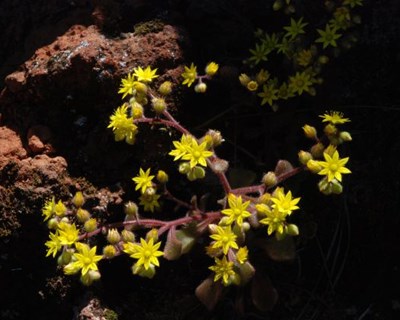 Descoberta nova espécie de planta endémica nos Açores