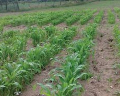 Desempenho de híbridos de milho forrageiro em agricultura biológica