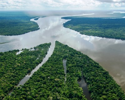Desflorestação: mais de 200 milhões de hectares em risco de desaparecer nos próximos 20 anos