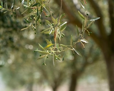 Detetados os primeiros sinais de Xylella fastidiosa em oliveiras na Costa Azul, em França