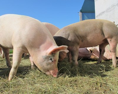 DGAV alerta para agravamento da peste suína e pede reforço da prevenção