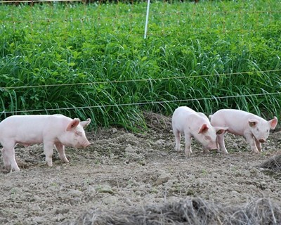 DGAV assegura habilitação de estabelecimentos que queiram exportar porco para China