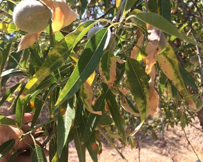 DGAV confirma outros focos de Xylella e alarga área demarcada