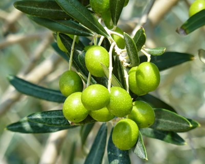 DGAV publica manual de proteção integrada da cultura da oliveira
