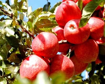 Dia de campo dedicado à cultura da macieira