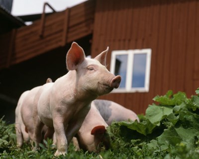 Dinamarca: rotulagem com corações de bem-estar dos porcos