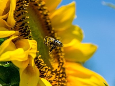 Dispositivo para proteger apicultor e abelhas vence concurso Poliempreende