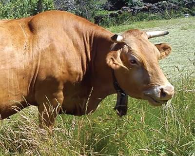 Diversidade de parasitas gastrointestinais em bovinos da raça Minhota: estudo preliminar
