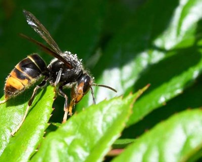 Divulgado Manual de Boas Práticas no combate à vespa velutina