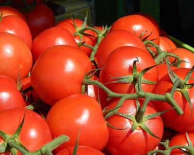 Doenças do tomate em discussão em Málaga
