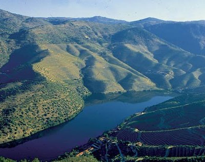 Douro: ambientalistas apelam ao abandono de herbicidas nas vinhas