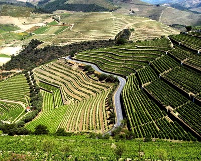 Douro com maior dinâmica na reconversão e reestruturação de vinhas