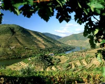 Douro leva 63 produtores à maior feira de vinhos da Europa