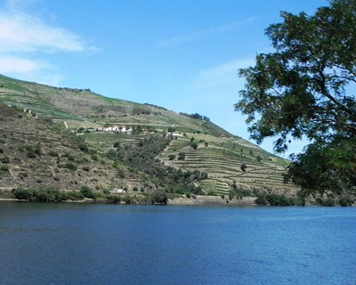Douro: novo portal traz mais autonomia aos viticultores